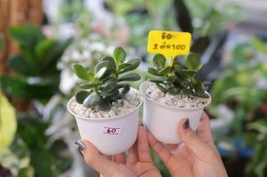 No te pierdas la edición número 20 del Plant Fest en la CDMX