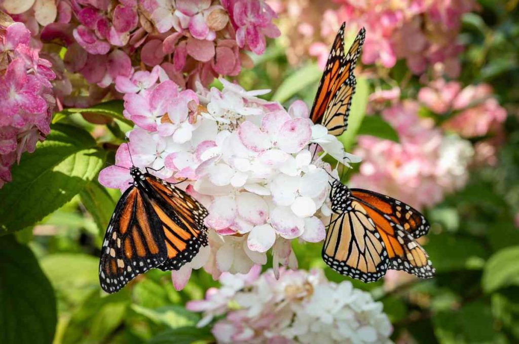 Observación de mariposas en los Ejidos de Xochimilco y San Gregorio Atlapulco