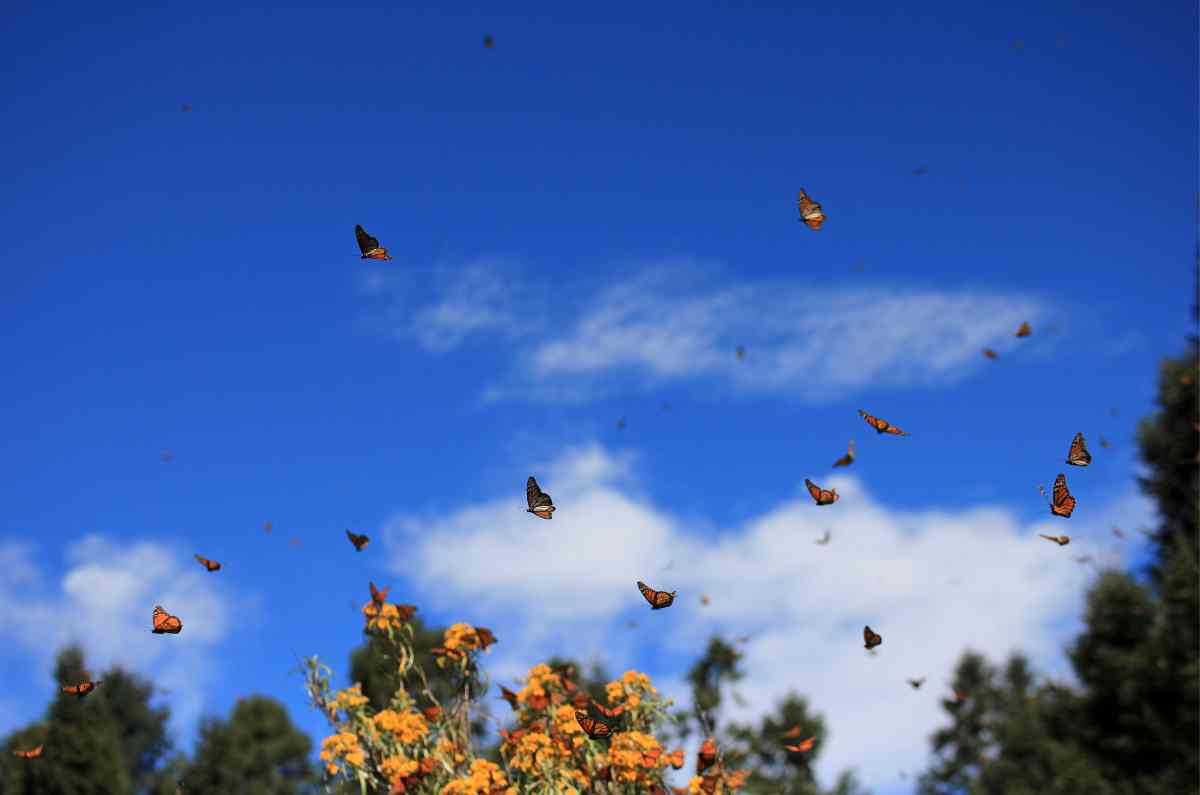 Observación de mariposas en los Ejidos de Xochimilco y San Gregorio Atlapulco