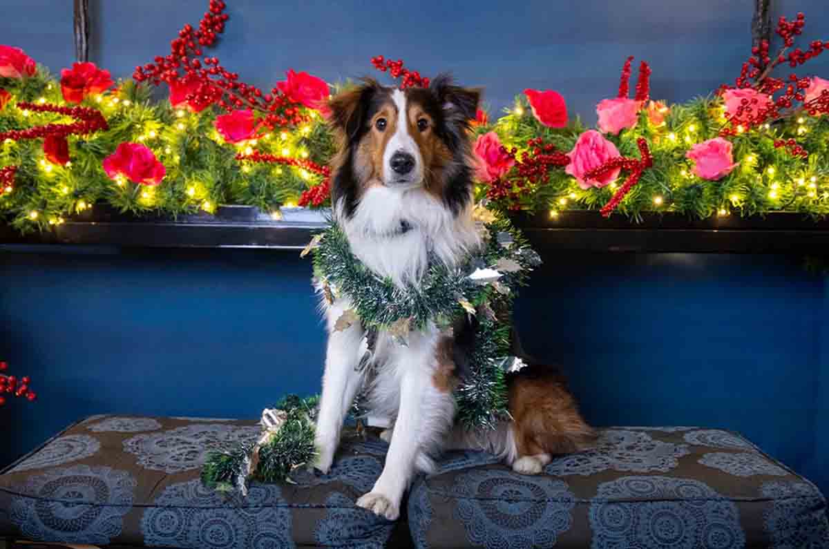 Los mejores restaurantes románticos y Pet Friendly en México