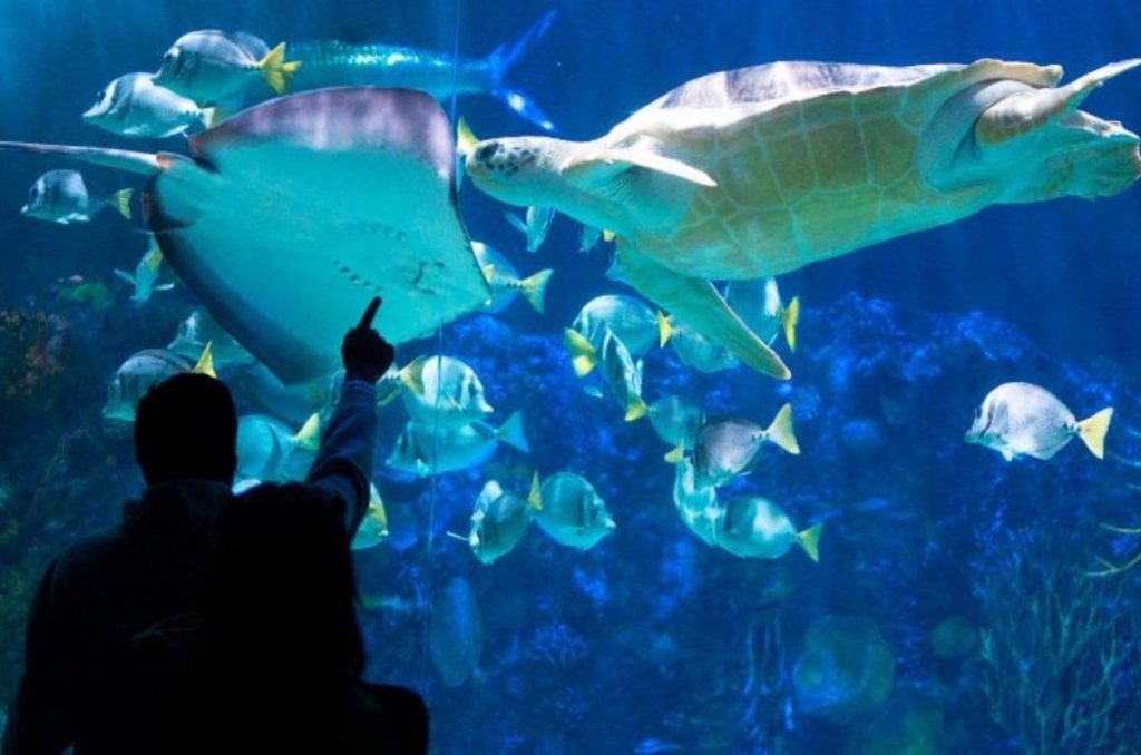 Foto: Acuario Inbursa