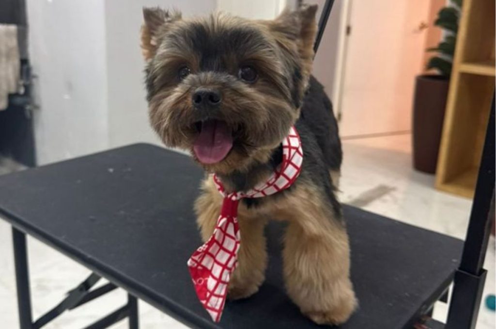 Foto: Morgan Pet Boutique