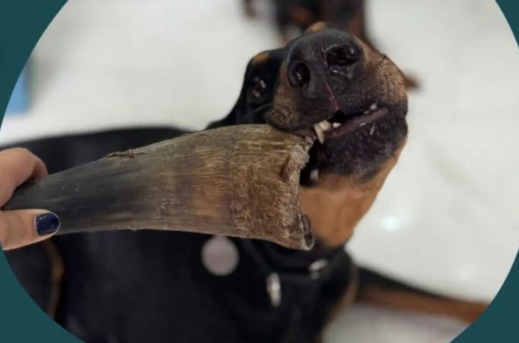 Foto: Morgan Pet Boutique