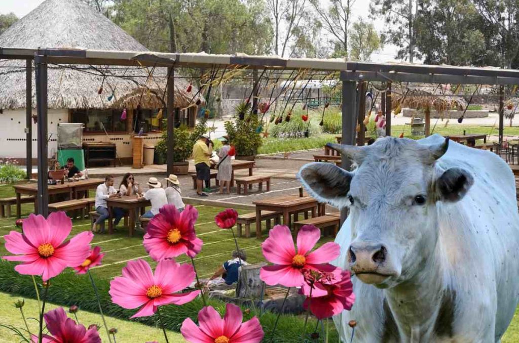 Recibe la primavera en “Entre Vacas y Flores” en Rancho La Hondonada