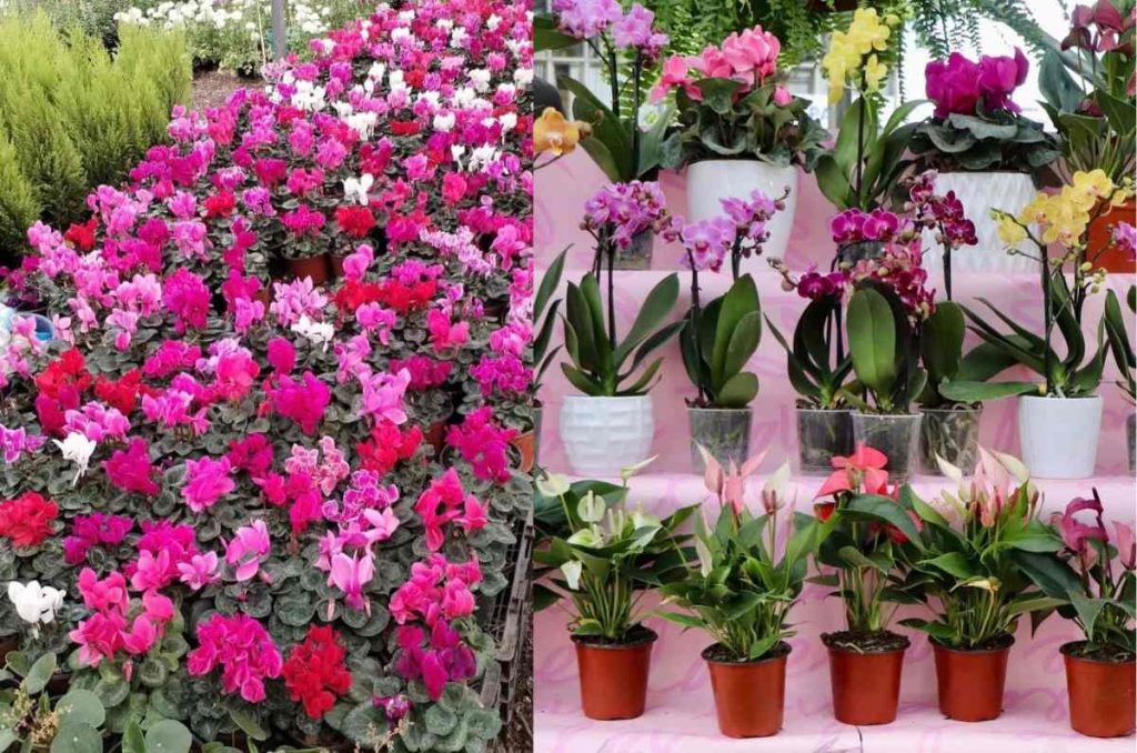 Festival de las Flores 2026 en CDMX: cuándo será y qué habrá