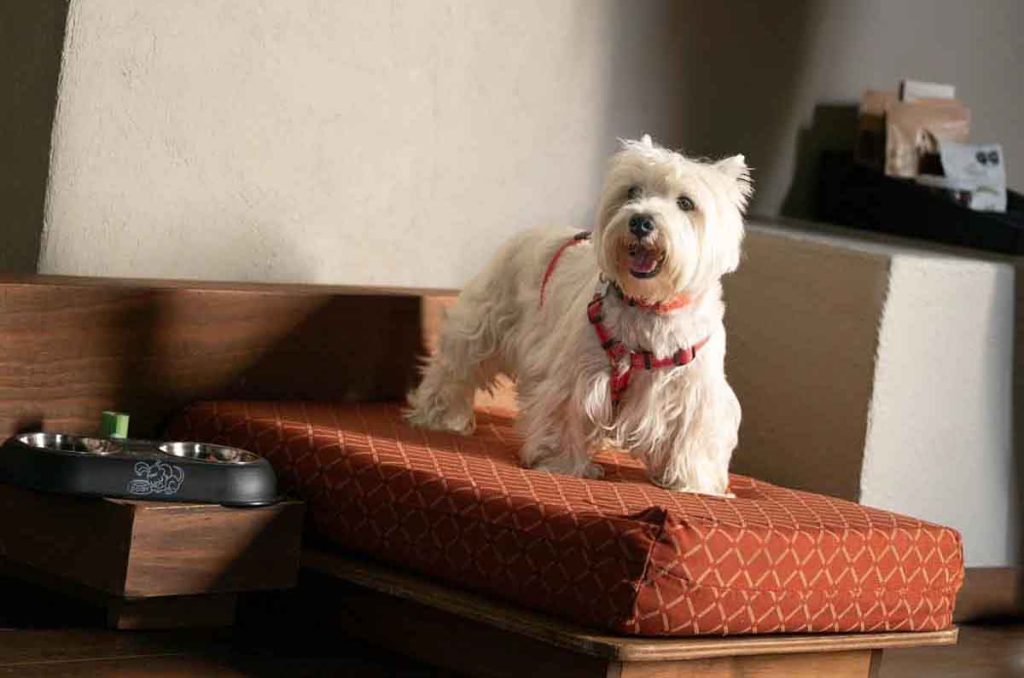 Conoce los alojamientos y actividades amigables con animales en este destino, incluyendo el club AGuau y opciones de hospedaje en Avándaro.