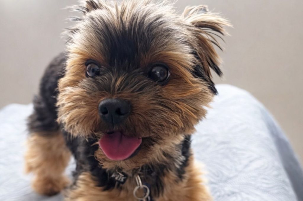 Yorkshire Terrier