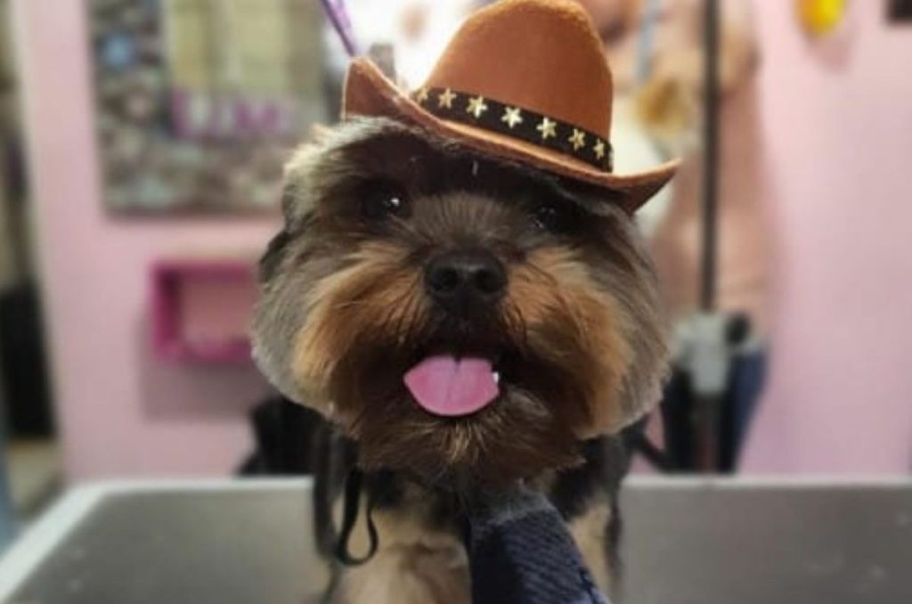 Autor: Melissa Salas