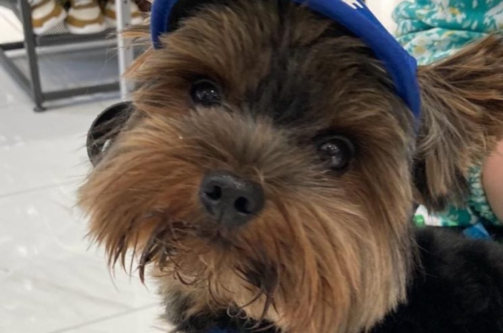 Autor: Melissa Salas