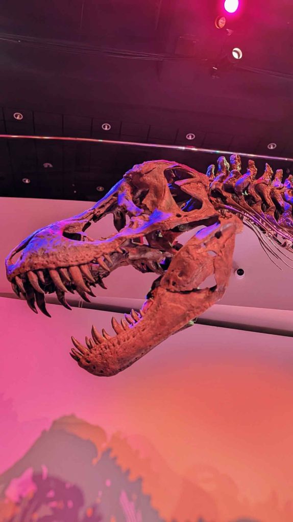 Explora el Houston Museum of Natural Science: dinosaurios, mariposario, pantalla gigante y un viaje al Antiguo Egipcio