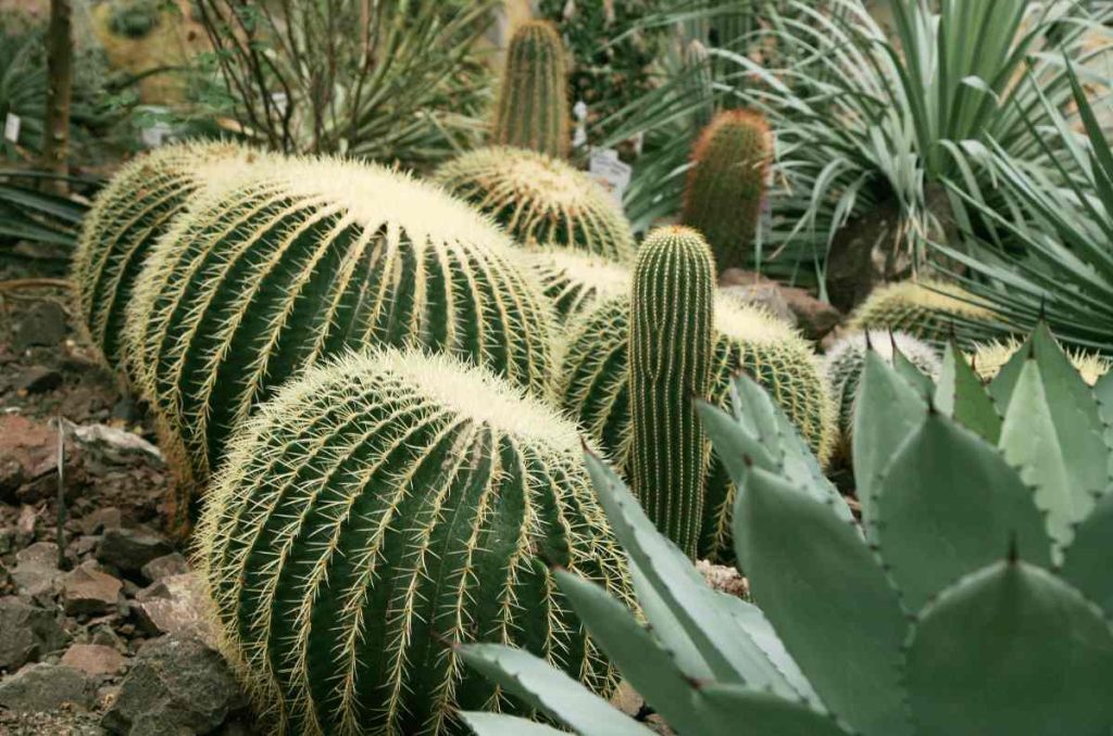 Primavera Espinosa: venta y conservación de cactáceas mexicanas en el Jardín Botánico de la UNAM