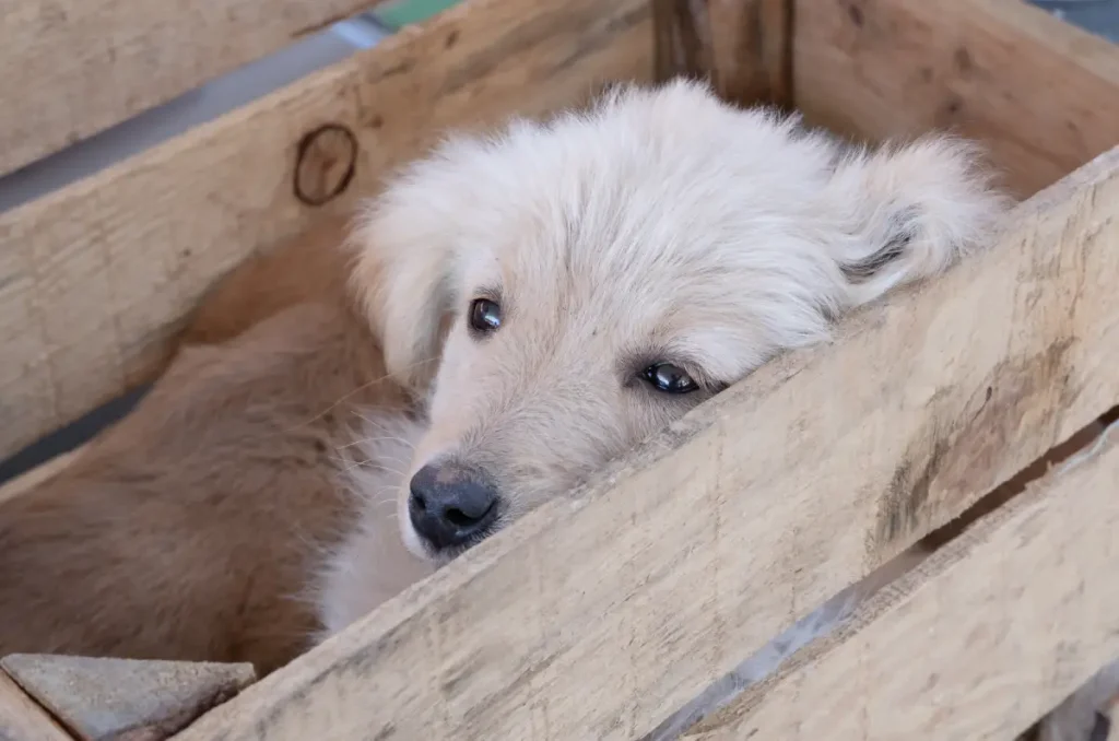 Así fue una jornada gratuita de salud animal con Royal Canin en Edomex 1