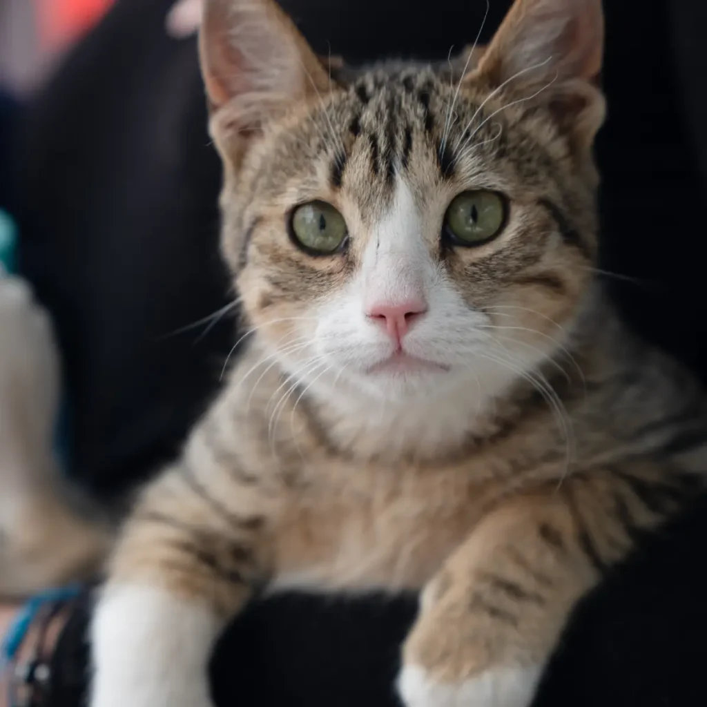 Así fue una jornada gratuita de salud animal con Royal Canin en Edomex 4