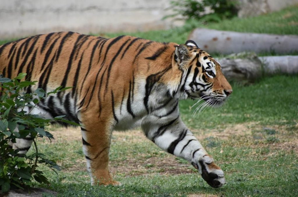 Zoológico de Guadalajara