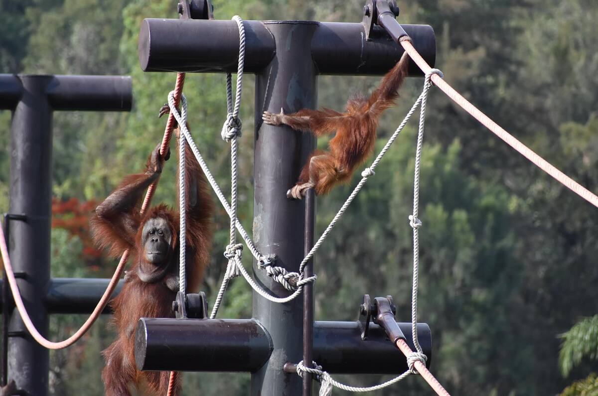 Zoológico de Guadalajara