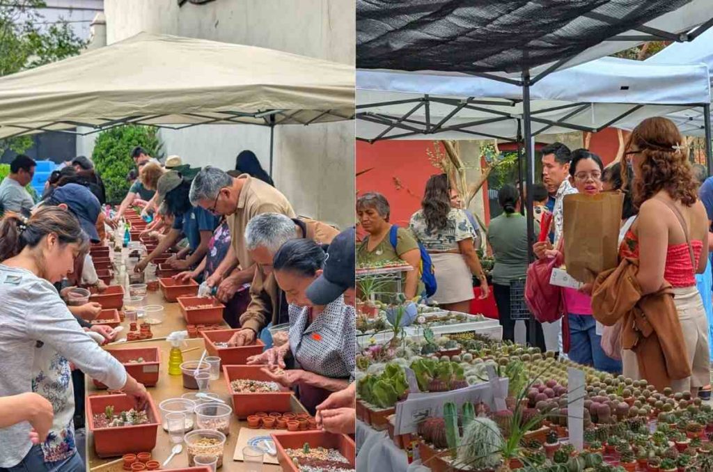 ¿Eres la señora de las plantas? Festival de las Cactáceas en el Museo Casa del Risco: plantas, talleres y más 2