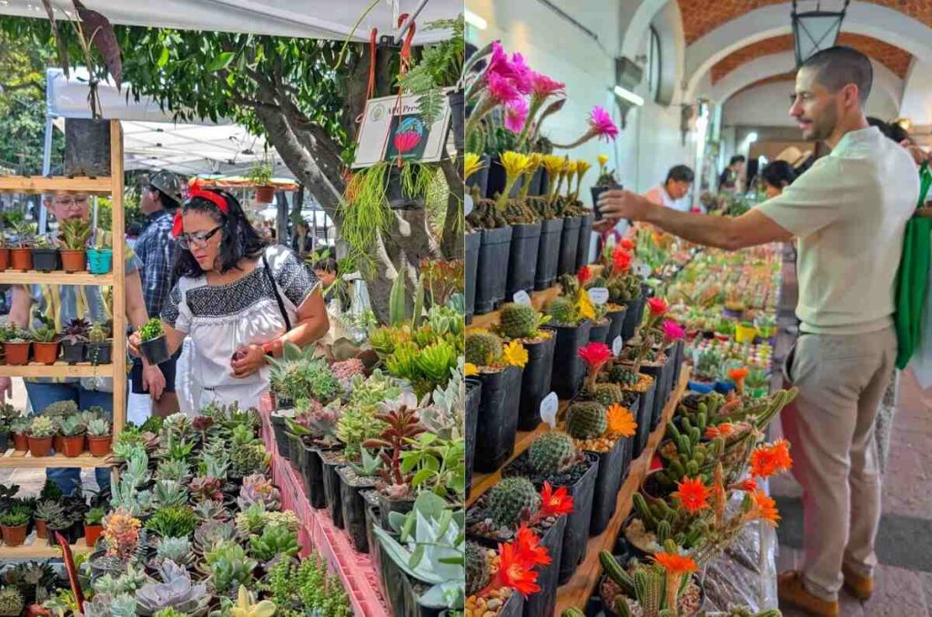 ¿Eres la señora de las plantas? Festival de las Cactáceas en el Museo Casa del Risco: plantas, talleres y más 1