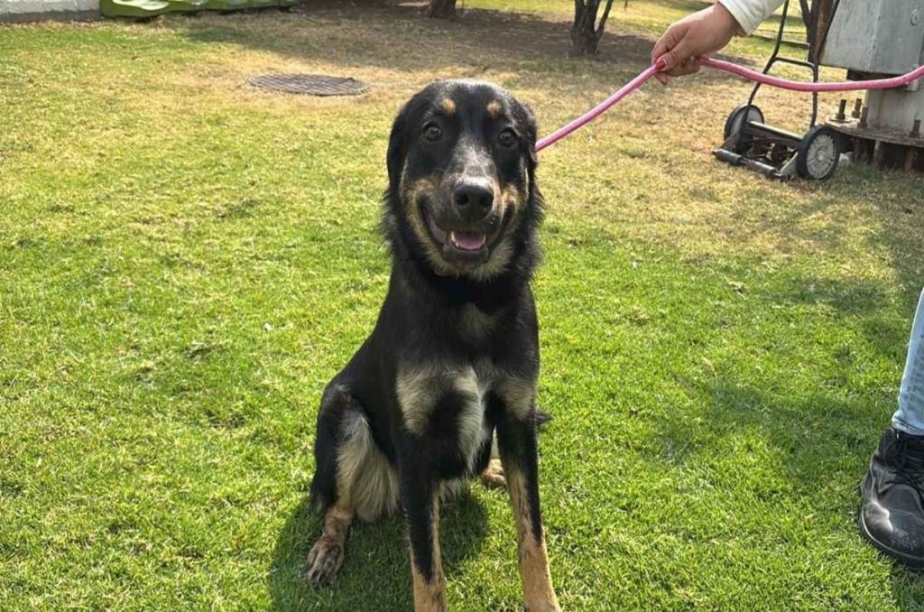 Ahora los perros elegirán a su familia: así el nuevo modelo de adopción en PetFest 2026