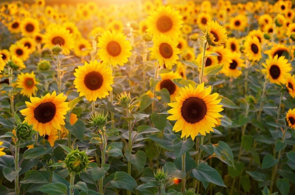 Un campo infinito de girasoles cerca de CDMX sacado de Pinterest