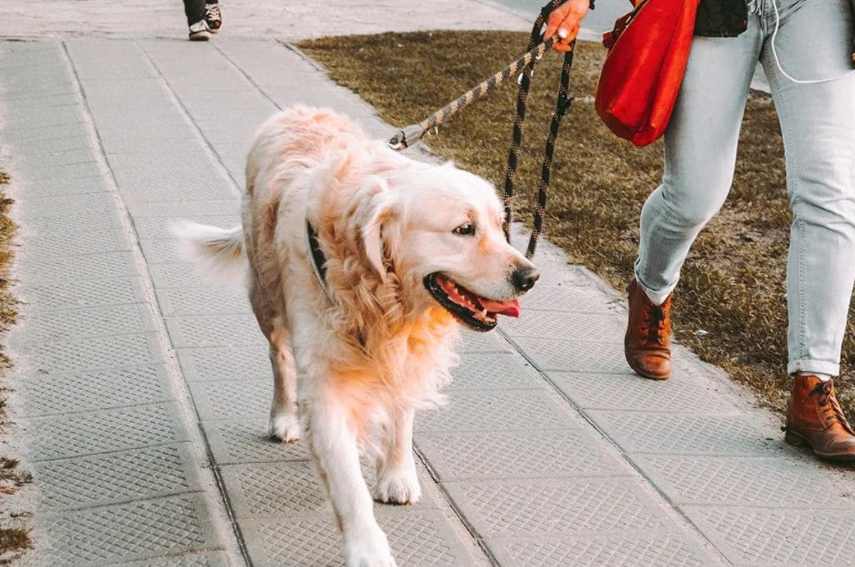 ¿Eres paseador de perros? Ahora puedes registrarte oficialmente