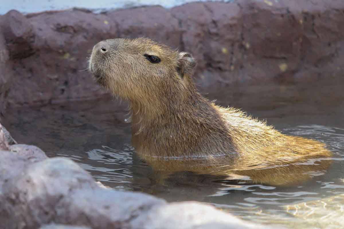 familiar-granja-las-americas-1