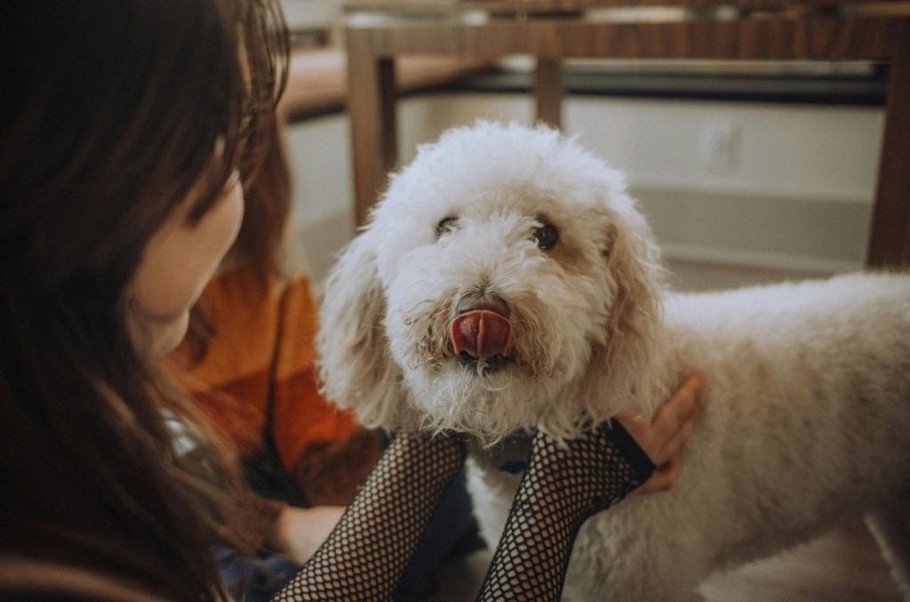 
Festival Dog’s Mom: evento pet friendly en Wooftop Condesa