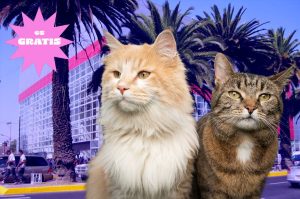 ¿Te gustan los gatos? Lánzate al Michykon con adopciones y más
