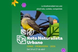 Reto Naturalista Urbano 2026: actividades y recorridos en bosques y parques de CDMX