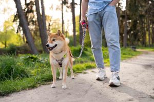 ¿Plan con tu lomito? Tour de perritos y cerveza en San Rafael