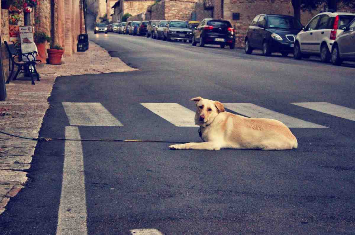 Abandonar una mascota en calles o avenidas de México podría costarte caro: esto dice la ley