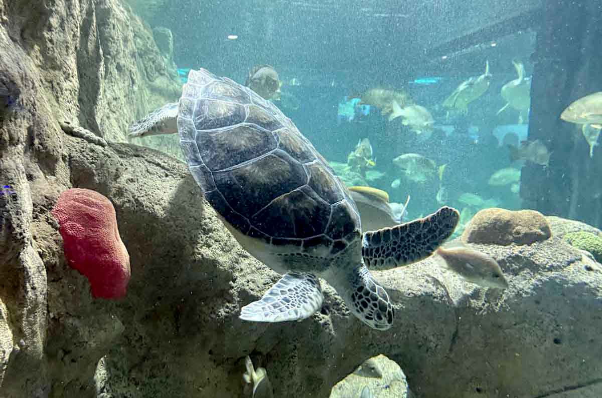 acuario-michin