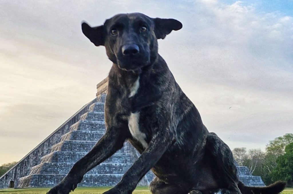 La emotiva despedida de “El Wero” y “Tomasita” conmovió a quienes conocieron a los perros guardianes de Chichén Itzá.