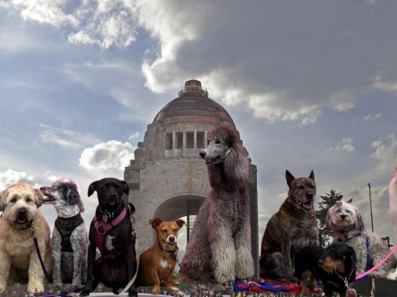 Lánzate al Adoptatón de Revolución y conoce a tu nuevo peludito