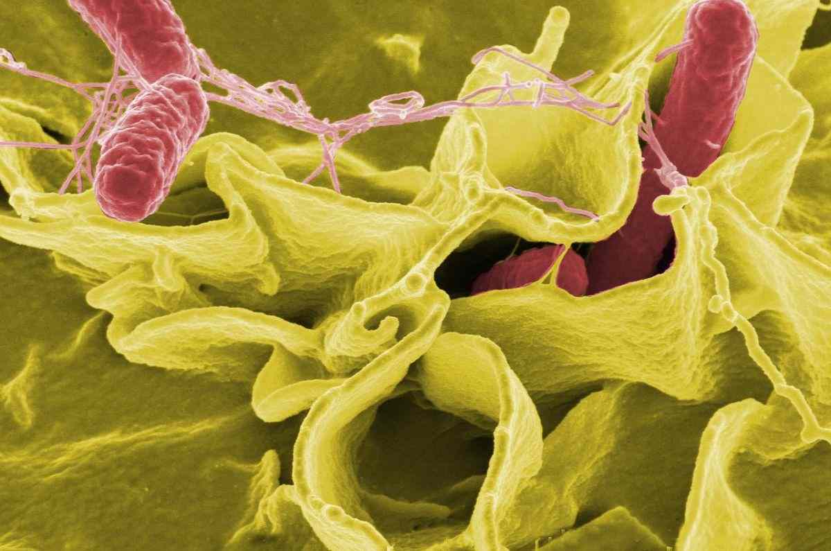 alerta-por-famosa-comida-para-perros-contaminada-con-salmonella