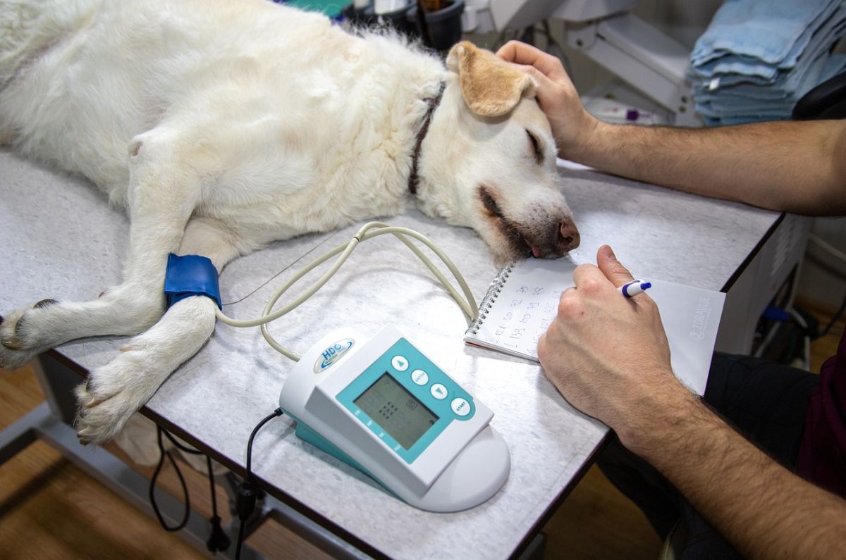 CDMX anuncia vacunas y esterilizaciones gratis para perros y gatos; esto es lo que debes saber