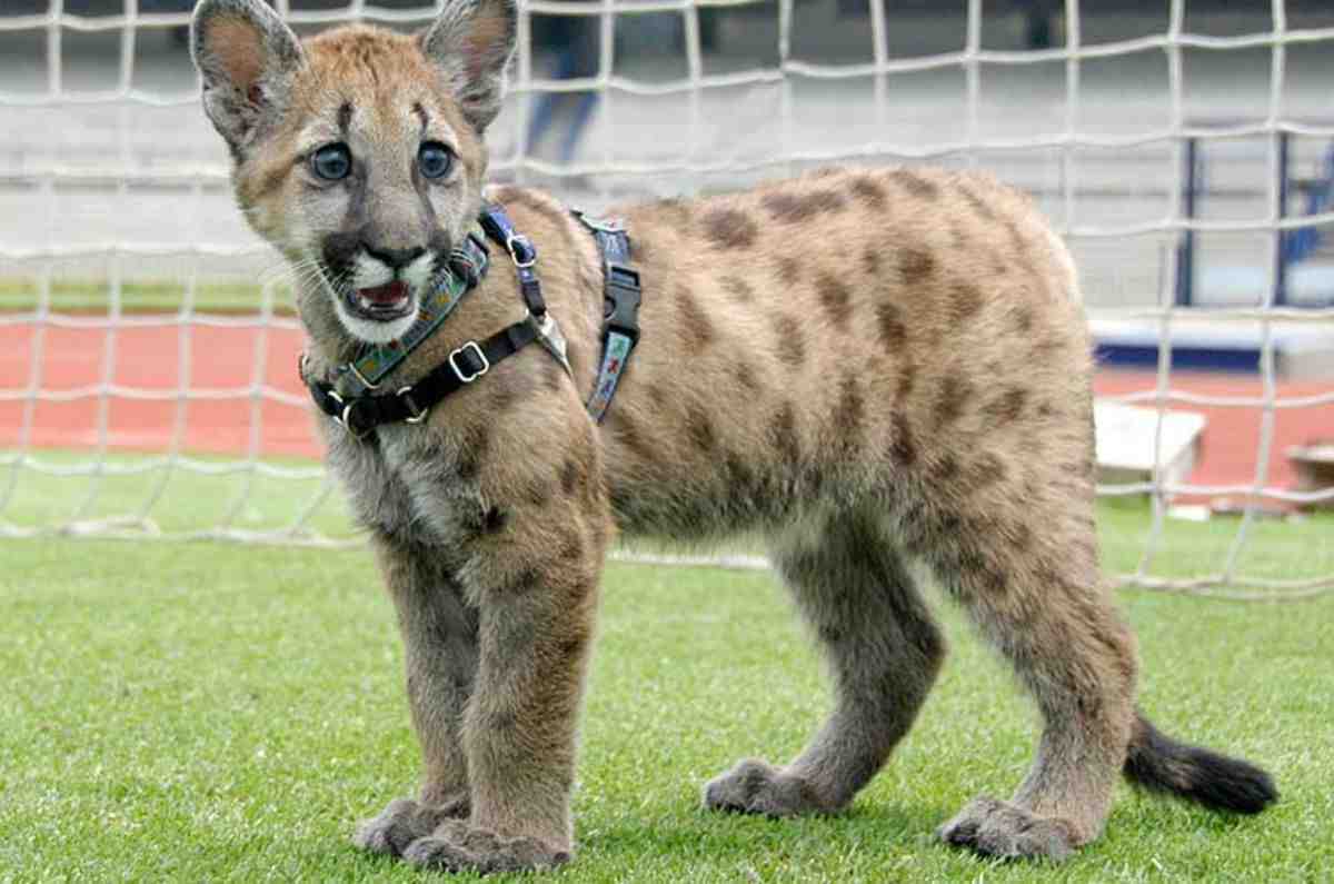 Así nació la mascota de la UNAM: la historia de Casti, la primera cachorra puma