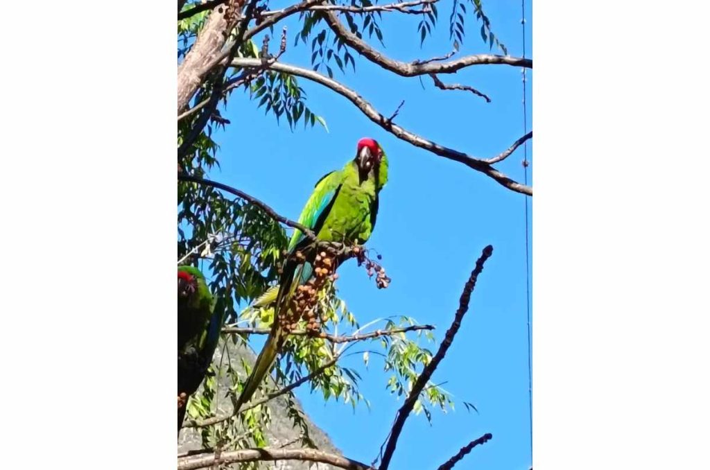 Atarjea: la esencia serrana de Guanajuato