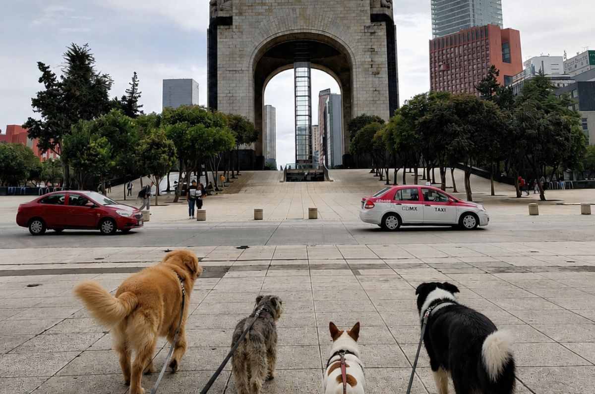 ¿Atropellaste a un animal y escapaste? Podrías enfrentar varios años de cárcel en CDMX