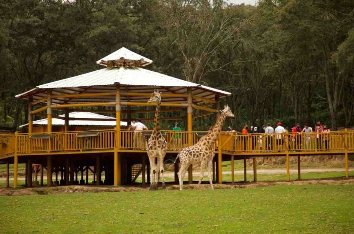Bioparque México tendrá noches de campamento con safari nocturno, fogatas y jirafas