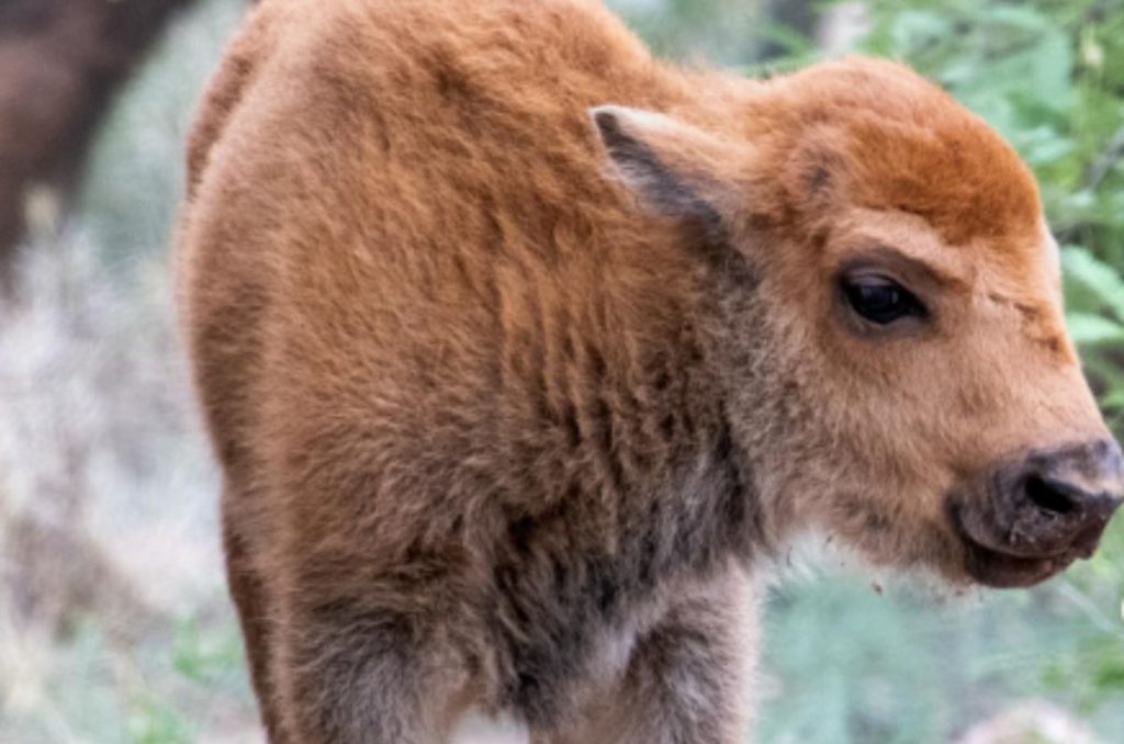 Tras 200 años de ausencia, vuelve a nacer un bisonte en Sonora 0