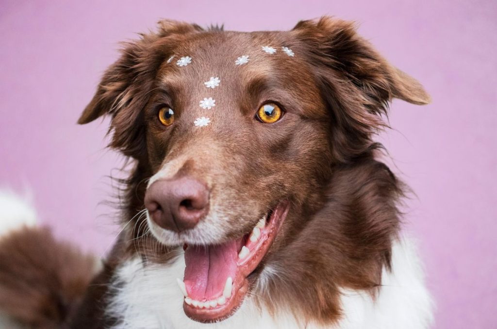 Can Fest llega a la Escandón con esterilizaciones, estética y servicios gratis para mascotas