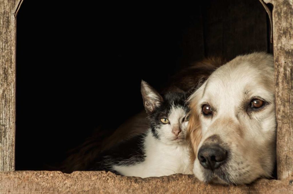 CanFest 2026: adopciones, vacunas y esterilizaciones ¡Gratis! Para perros y gatos en CDMX