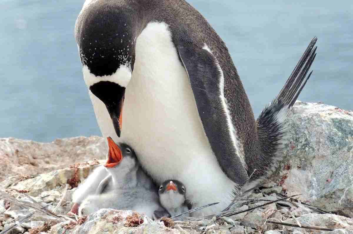 Descubren nueva especie de pingüino por primera vez en más de 100 años