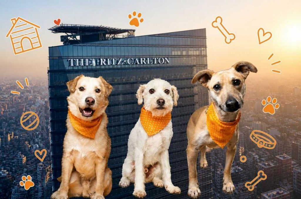 Adopción de perritos en CDMX: la iniciativa de The Ritz-Carlton