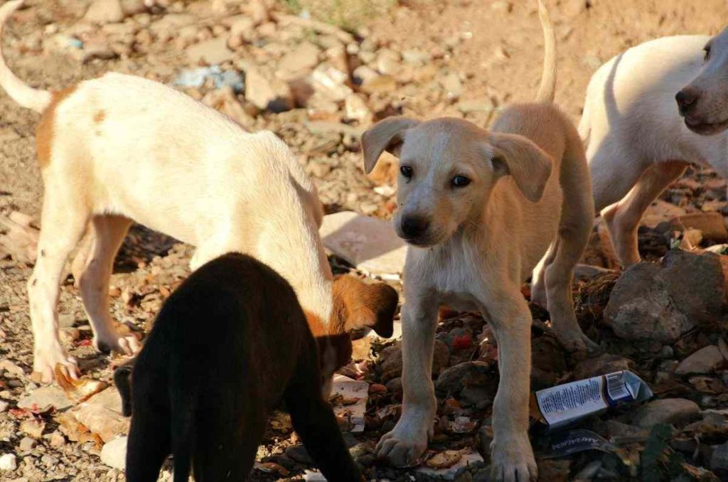 Edomex declara crisis por perros callejeros y alertan abandono masivo