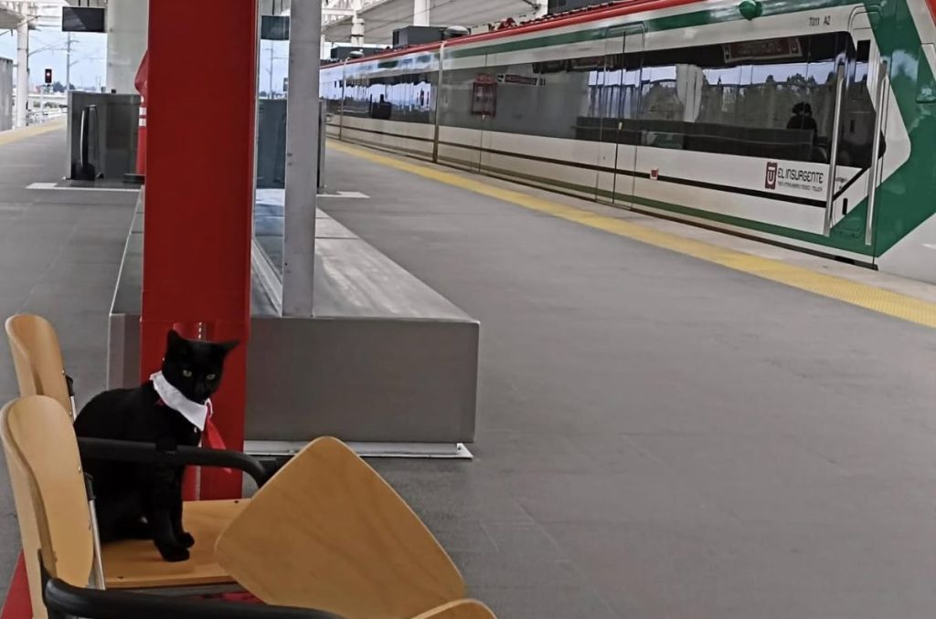 ¿Ya conoces al gatito trabajador del Tren Interurbano? Esta es la historia del “Lic. Miauricio” 0