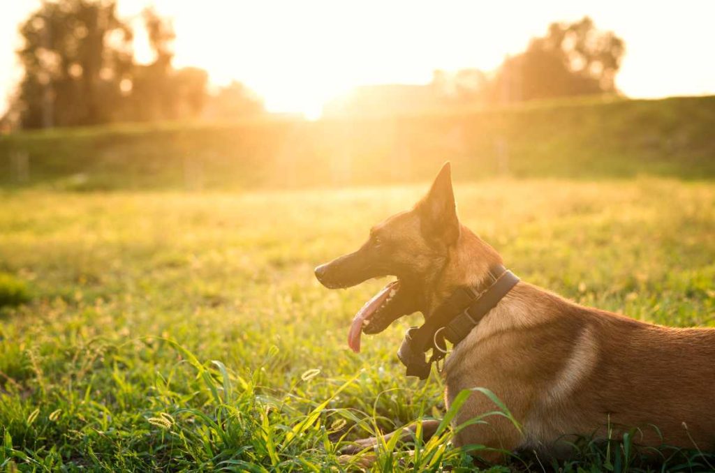 Evita golpes de calor en tus mascotas: señales de alerta y cuidados
