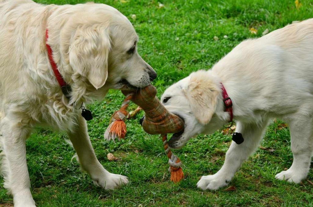 En solo 14 días, el gusano barrenador puede acabar con la salud de tu perro: así se detecta 0
