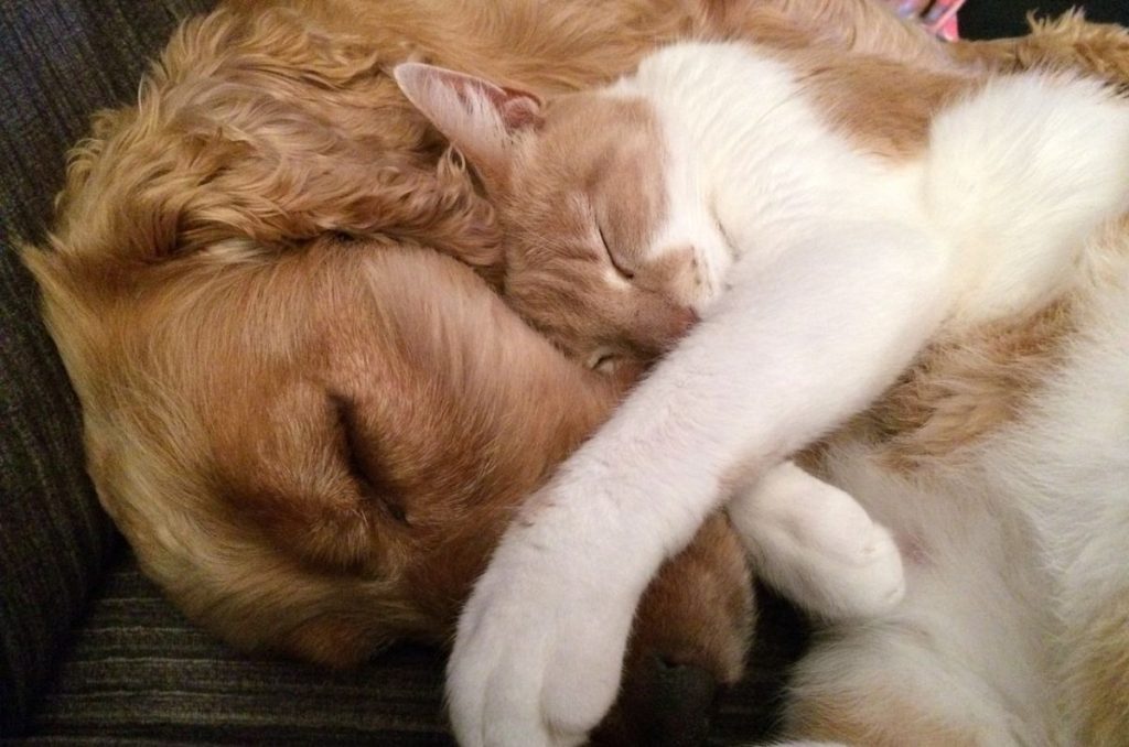 ¿Hay vacuna para el gusano barrenador? Lugares en CDMX donde atienden a perros y gatos