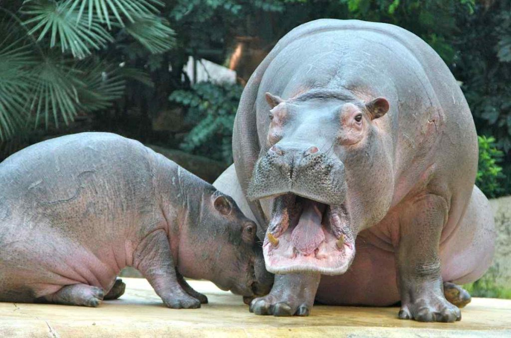 Colombia frena el sacrificio de 80 hipopótamos de Pablo Escobar, pero ahora enfrenta otro problema… 0